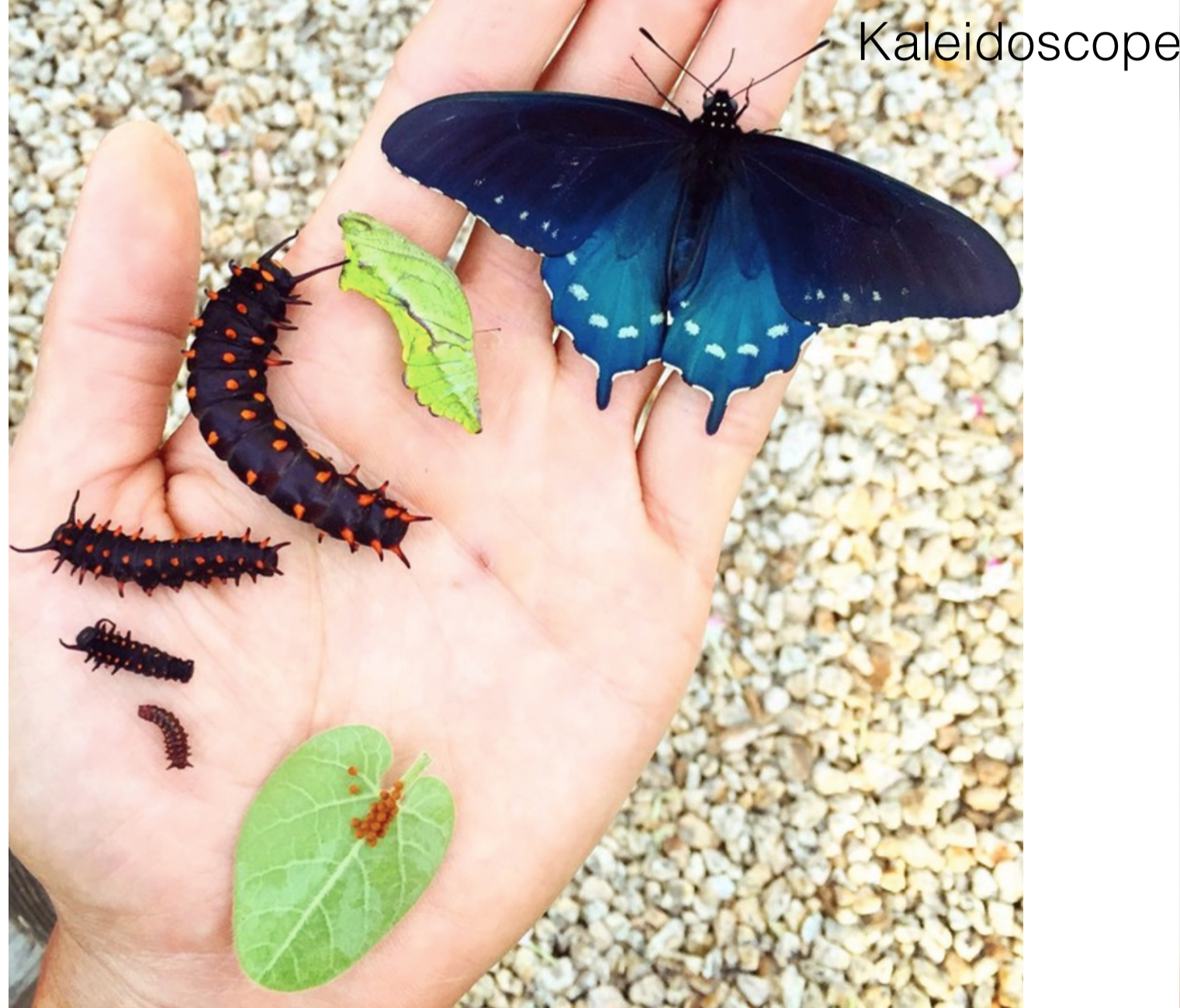 Какие имена бабочек. Battus philenor бабочка. Калифорнийский синий Махаон. Калифорнийский синий Махаон бабочка. Мадагаскарская бабочка Махаон.