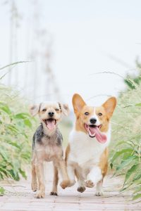 two small dogs running in grass, and both their tongues are hanging out.