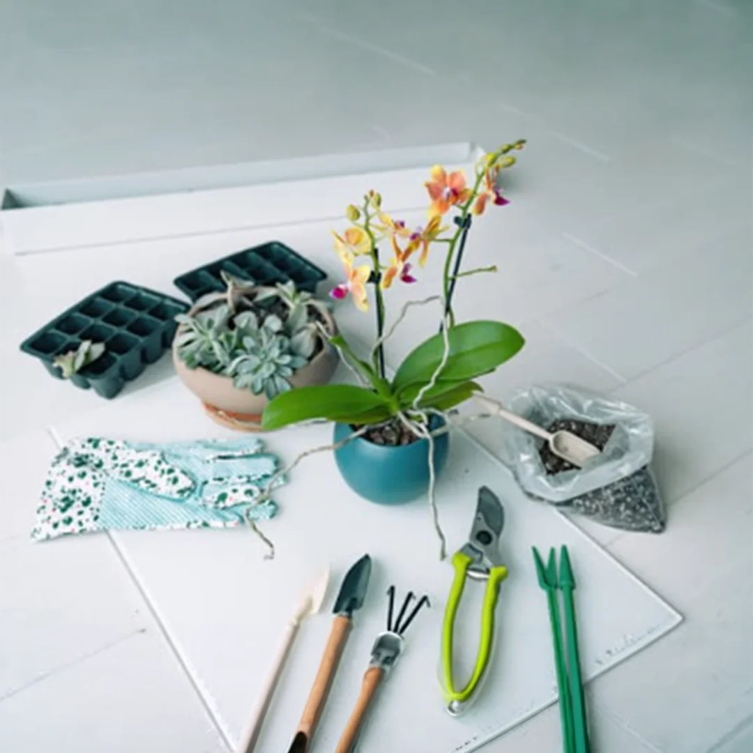 Orchid repotting tools and plants